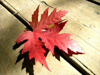 Una tavola che riscopre l'autunno - Fileni