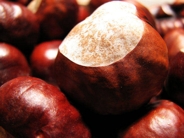 Rolle’ con salsa di castagne