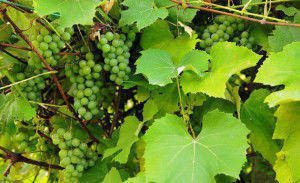 Il vino bio