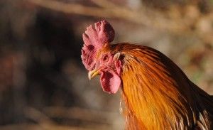 L'alimentazione biologica e' una scelta di qualita'