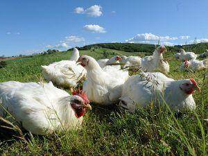 Fileni Bio: noi conosciamo i nostri polli