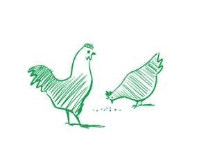 Quattro buoni motivi per scegliere il pollo biologico